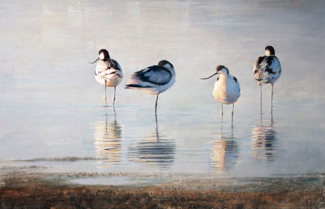 Calm morning, Avocets / Skärfläckor, en stilla morgon