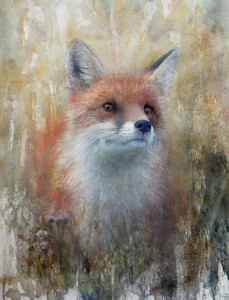 Summer – Red Fox / Sommar – Räv 🔴