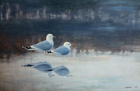 Stillness (Mew Gulls) / Stillhet (Fiskmåsar) 🔴