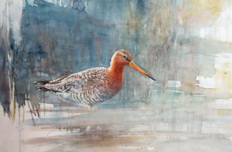 Black-tailed Godwit / Rödspov