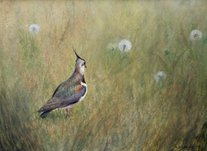 Summer Meadow (Lapwing) / Sommaräng (Tofsvipa)