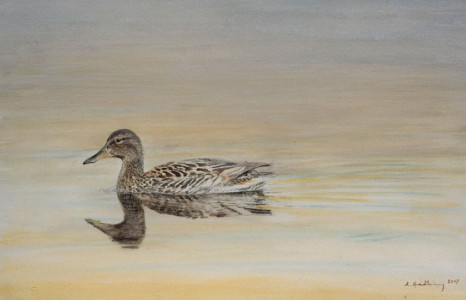 Golden (Mallard) / Gyllene (Gräsand)
