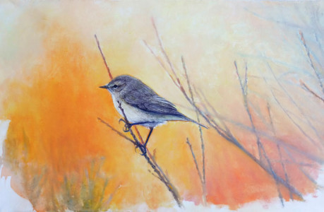 Sunrise (Chiffchaff) / Solglöd (Gransångare) 🔴