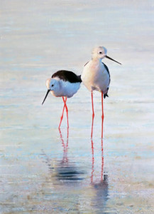 Black-winged Stilts / Styltlöpare 🔴