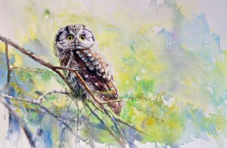 Early summer, Boreal Owl / Försommar, pärluggla 🔴