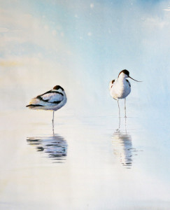 Calm II (Avocet) / Stilla II (Skärfläcka) 🔴