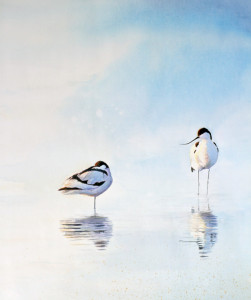 Calm I (Avocet) / Stilla I (Skärfläcka) 🔴