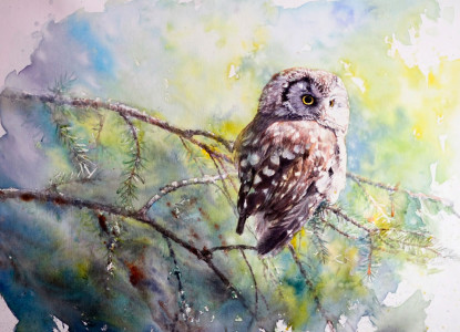Summer, Boreal Owl / Sommar, Pärluggla 🔴