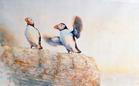 Wings (Atlantic Puffin) / Vingar (Lunnefågel) 🔴