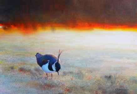 Sunglow, Lapwing / Solglöd, Tofsvipa