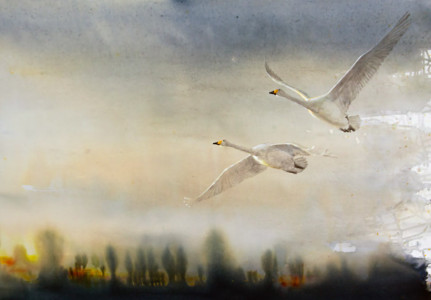 Moving south, Whooper Swan / På väg söderut, Sångsvan 🔴