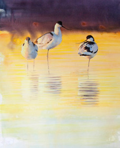 Golden, Avocet / Gyllene, Skärfläcka 🔴