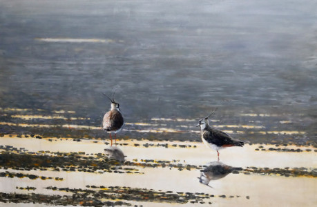 Spring evening (lapwing) / Vårkväll (tofsvipor) 🔴