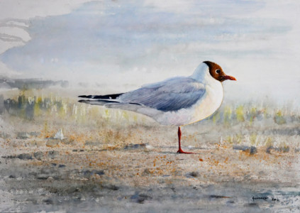 Summer, Black-headed Gull) / Sommar, Skrattmås