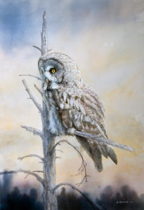 Great Grey Owl / Lappuggla