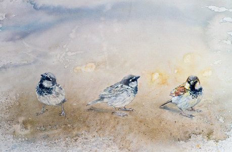 Position (House Sparrow) / Position (Gråsparv)