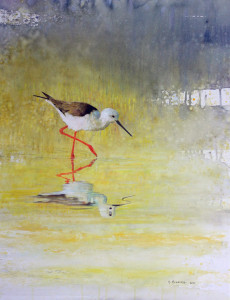 Black-winged Stilt / Styltlöpare 🔴