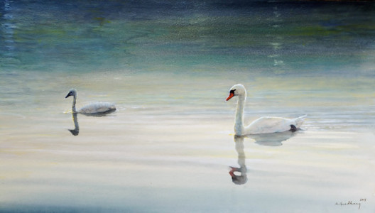 Mute Swan / Knölsvan