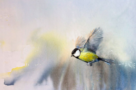 Winter, Great Tit / Vinter, Talgoxe