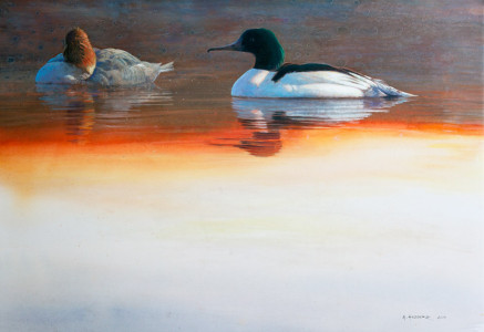 Resting, Goosander / Vila, Storskrake