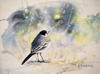 White wagtail / Sädesärla