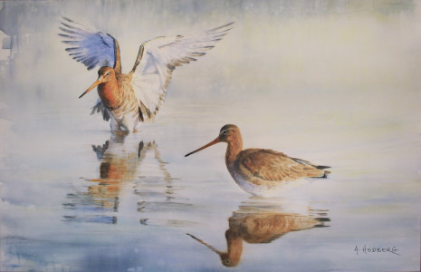 Morning light, Black-tailed godwits / Morgonljus, rödspov