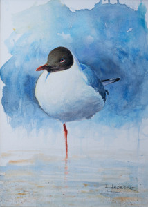 Black-headed gull, study / Skrattmås, studie