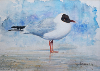 Black-headed seagull, study / Skrattmås, studie