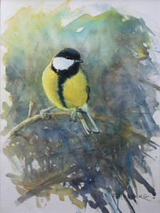 Great tit, study / Talgoxe, studie