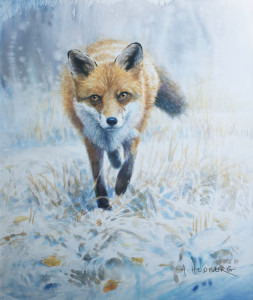 First snow, fox / Första snön, räv