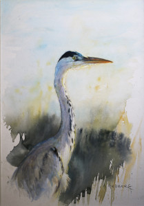 Grey heron, study / Gråhäger, studie