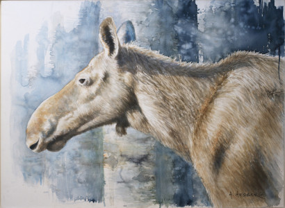 End of winter, moose / Vårvinter, älg
