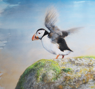 Away, puffin / I väg, lunne