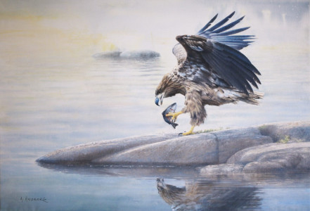 Catch, young White-tailed eagle / Fångst, ung havsörn