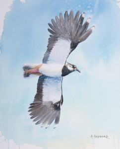 Lapwing / Tofsvipa