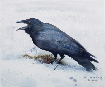 Winter raven / Vinter korp