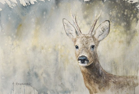 Roe deer / Rådjur