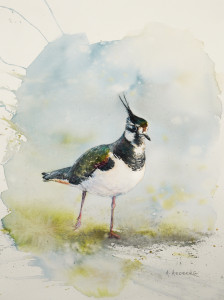 Spring, Lapwing / Vår, tofsvipa