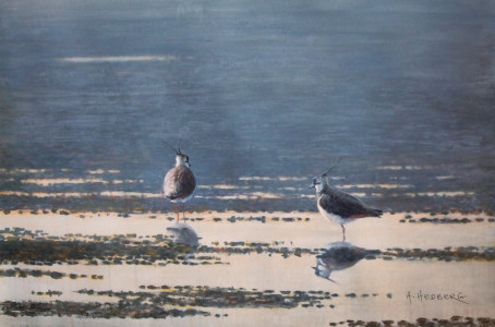 Meltwater, lapwings / Smältvatten, tofsvipa