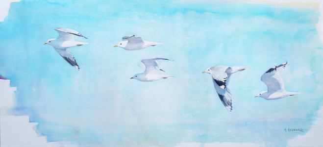 Wings, Common seagull / Vingar, fiskmås