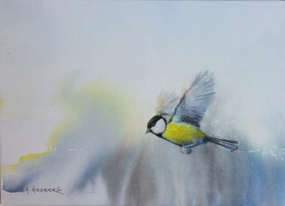 Ikaros, Great tit / Ikaros, talgoxe