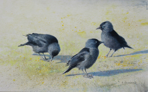 Shadow sisters, Jackdaws / Skuggsystrar, Kaja