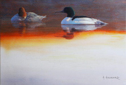 Goosander / Storskrake