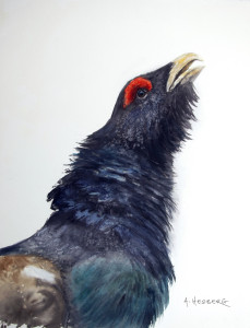 Capercaillie / Tjädertupp