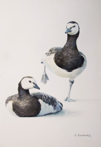 Barnacle goose / Vitkindad gås