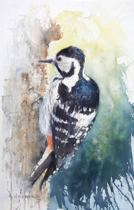 White-backed woodpecker / Vitryggig hackspett