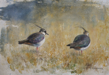 Lapwing / Tofsvipa