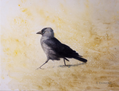 Sunshine walk, Jackdaw / Promenad i solsken, Kaja