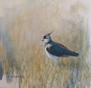 Lapwing, study / Tofsvipa, studie