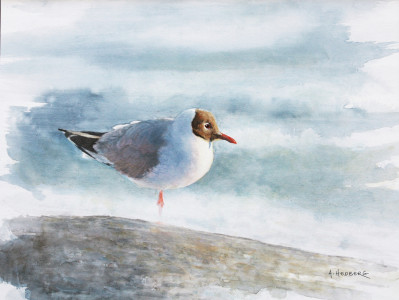On the cliff, black-headed seagull / På skäret, skrattmås